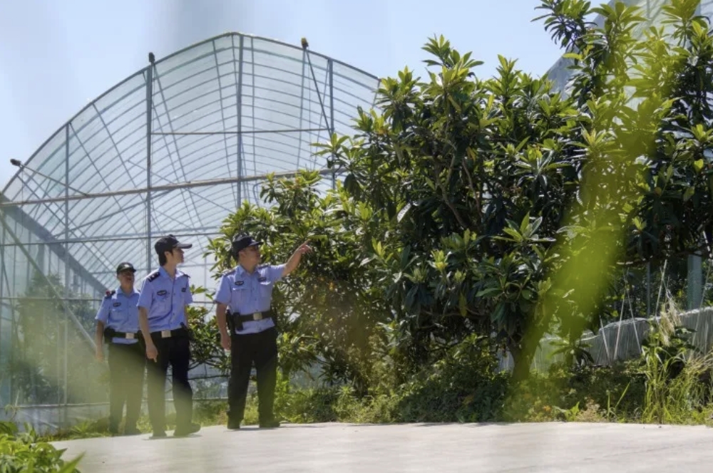 图1-民警在枇杷种植基地步巡.jpg