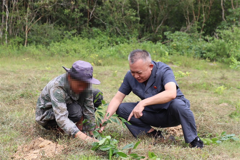 2.海南二中院环境资源审判庭庭长潘心情（右）核查当事人补植苗木。（朗小团 摄）.jpg