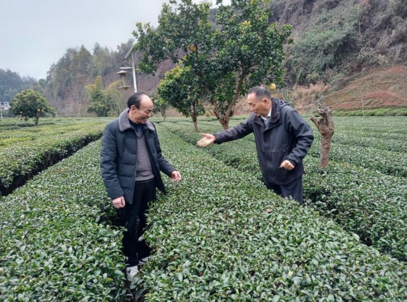 农技专家在恩施市芭蕉侗族乡茶园里查看茶叶长势。（通讯员 杨子漩 供图）.jpg
