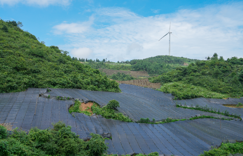 齐岳山天上坪村 黄连 廖显蓉.jpg