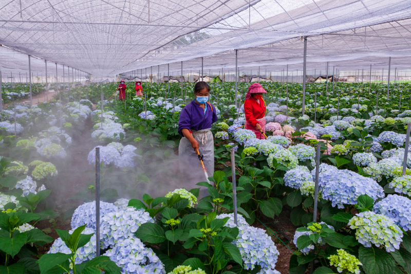 忠路绣球花基地 花农正在给花喷药  摄影周敏.jpg