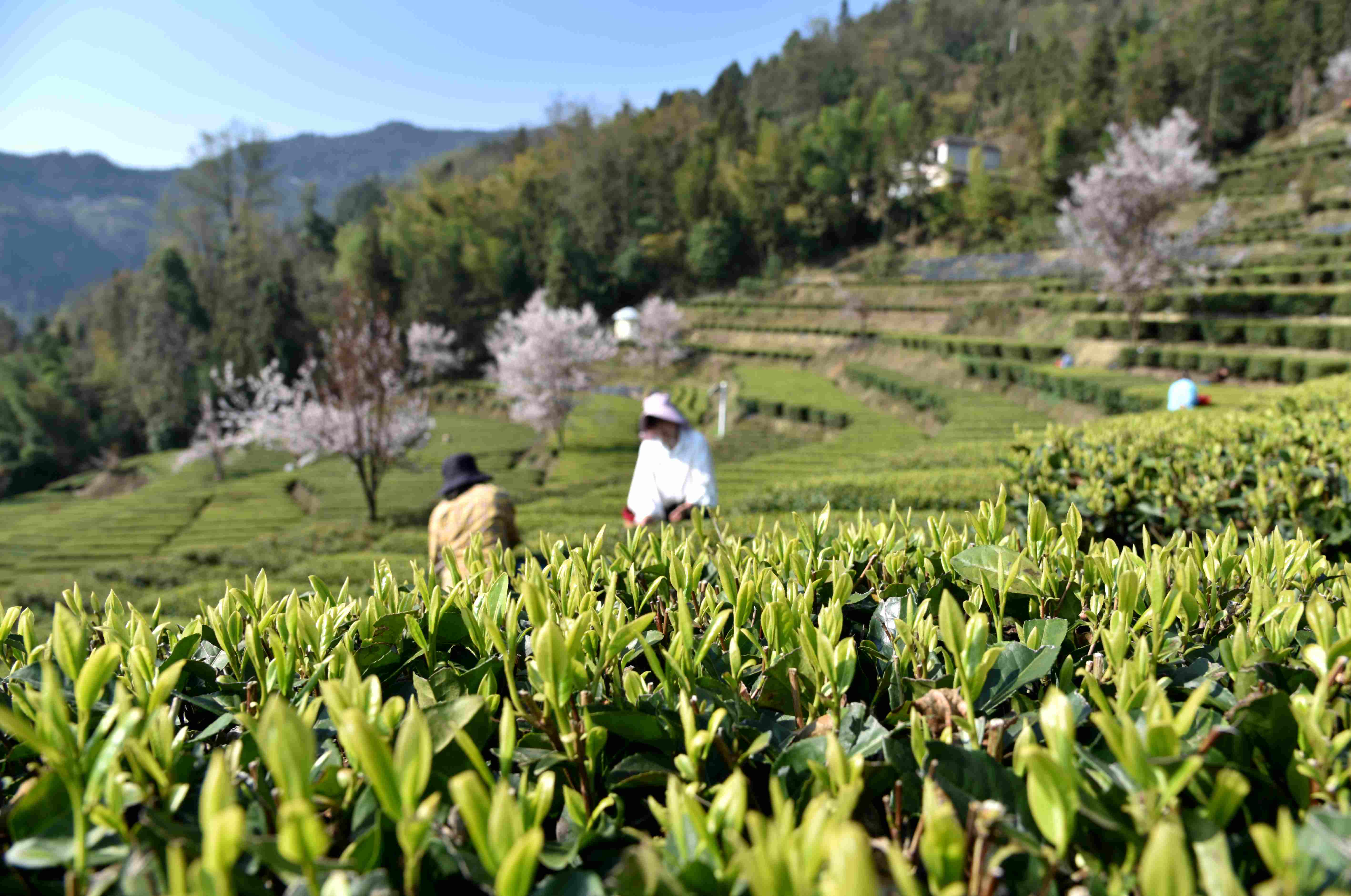 采摘春茶.jpg