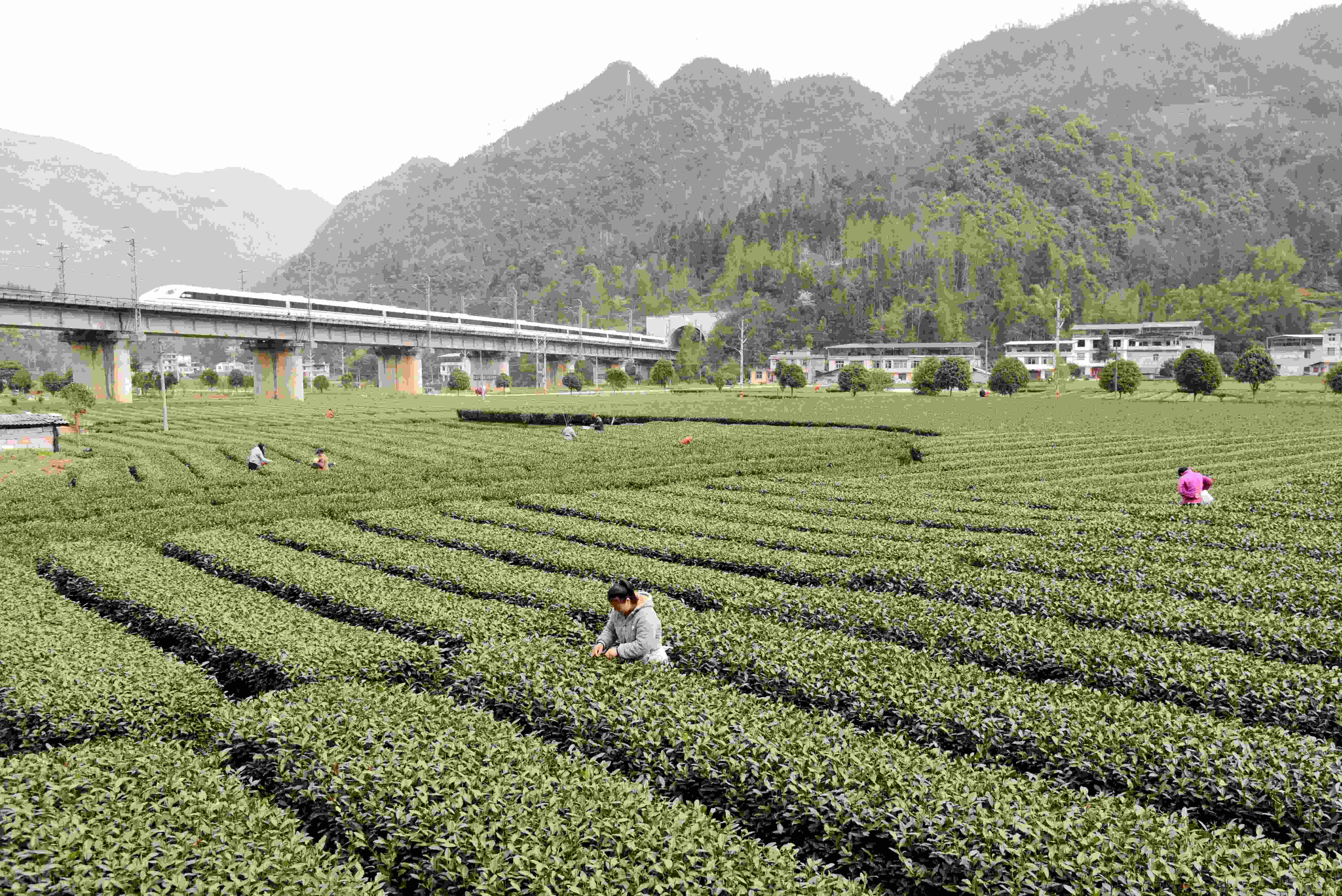 春茶采摘.jpg