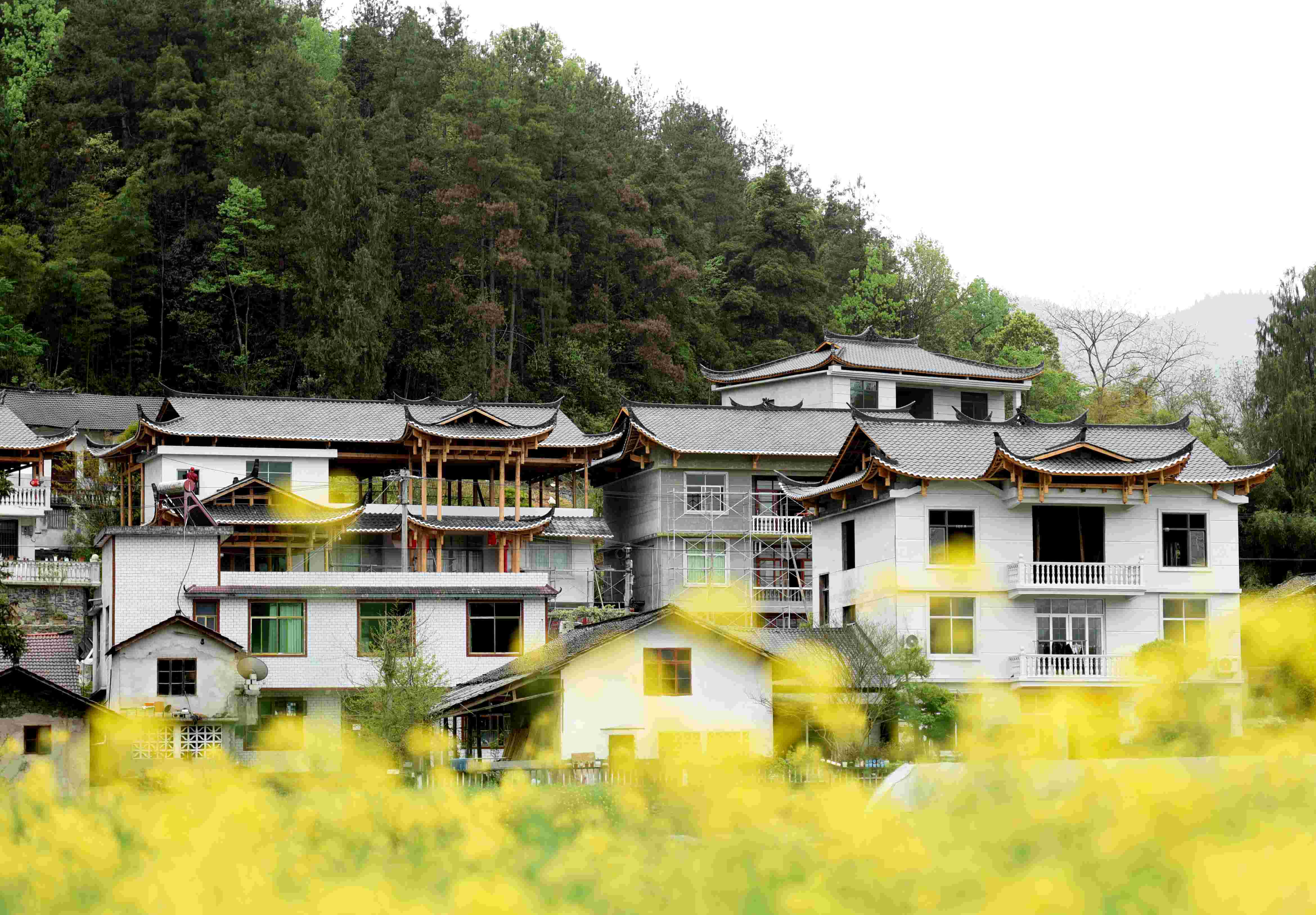 油菜花掩映间，青瓦白墙错落有致。.jpg