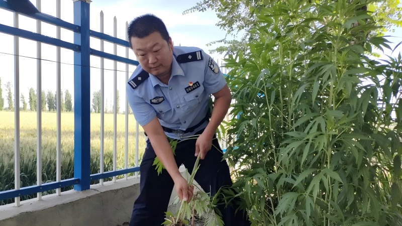 铲毒1.jpg