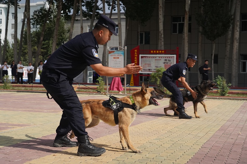 图为我站警犬实战实训演练.jpg