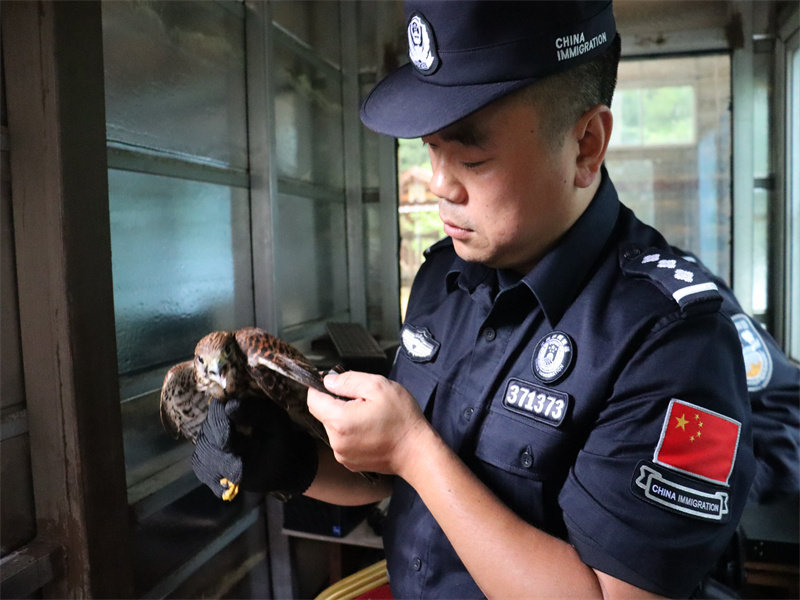 民警检查红隼伤势.JPG
